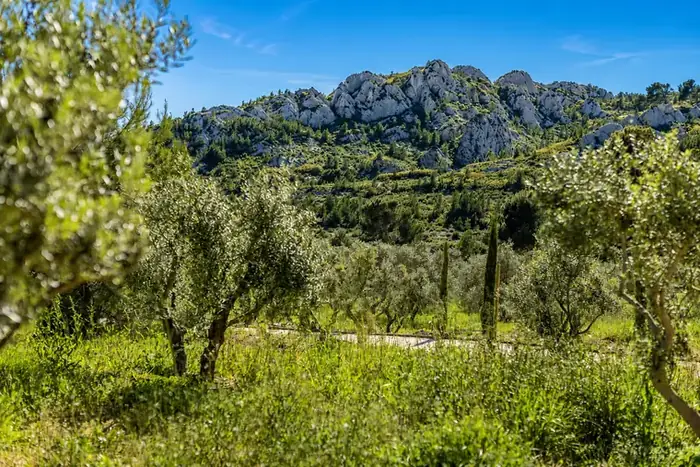 L'oliveraie face aux Alpilles