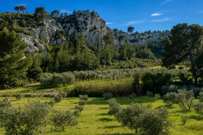 L'oliveraie au pied de la crête