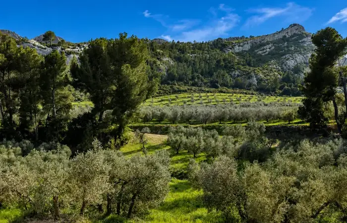 Le vallon d'oliviers
