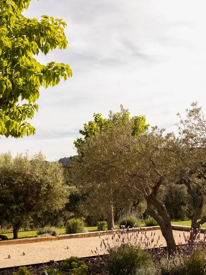 Le jardin d'oliviers