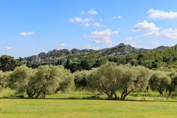 L'oliveraie au pied du massif